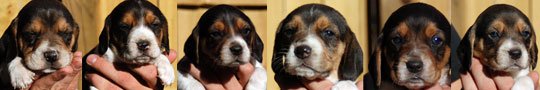Available Pups