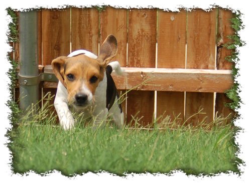 Pup 1