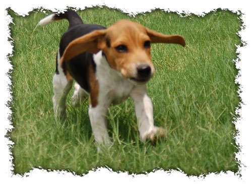Pup 1