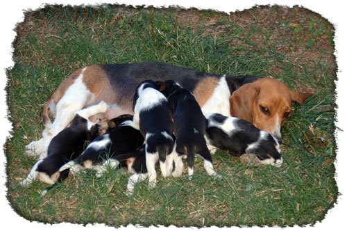 Snoopys First Pups