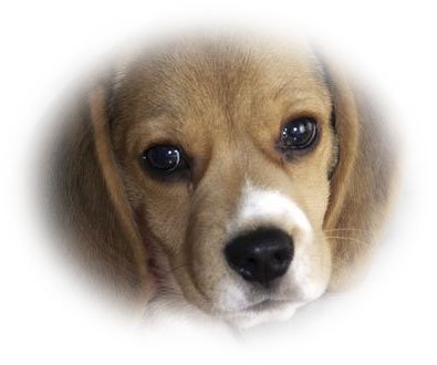 Adam's Beagles