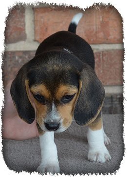 Pup 1