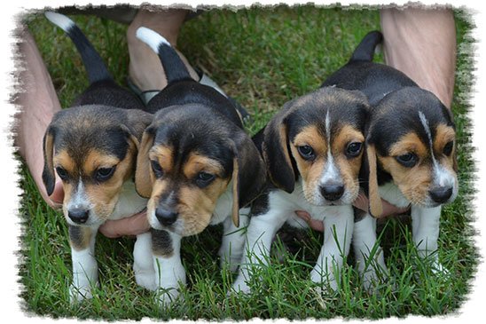 Snoopys First Pups