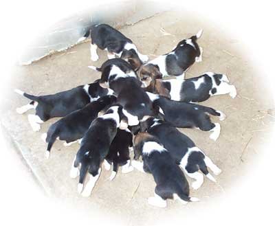 2 Litters