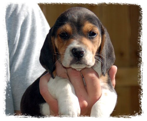 Pup 1