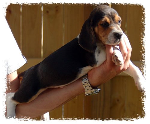 Pup 1