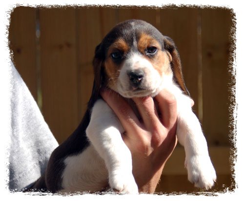Pup 2