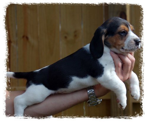 Pup 2