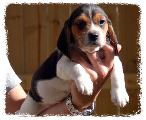 Pup 3