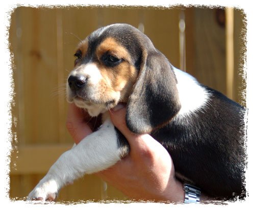 Pup 4