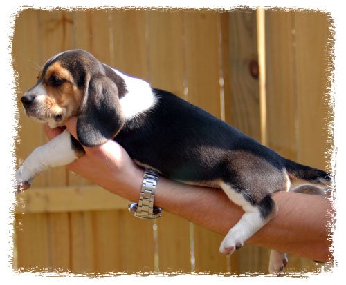 Pup 4