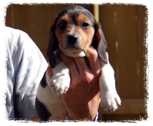 Pup 5