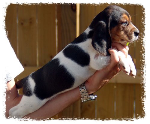 Pup 5