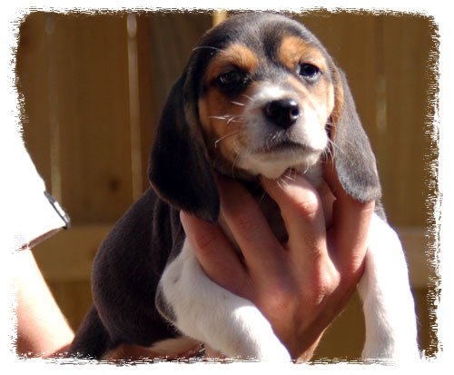 Pup 6