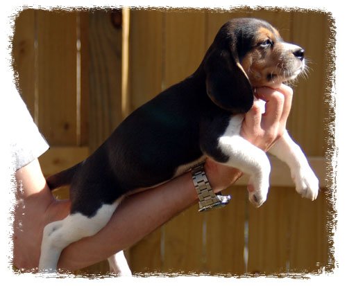 Pup 6